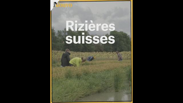 La rizière suisse - Les fermes du futur 3-3