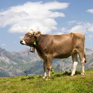 Vache avec une cloche [Depositphotos - fthuerig]