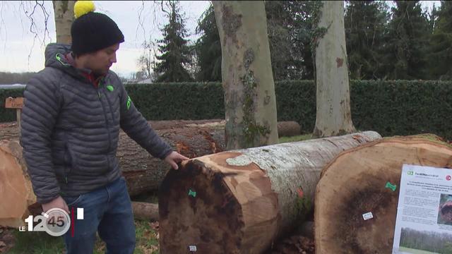 Vente de bois précieux en Suisse: les prix s'écroulent