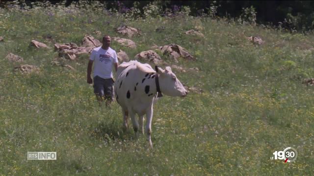 Les chiffres de la maltraitance animale dans les exploitations agricoles suisses dévoilés et dénoncés devant la justice.