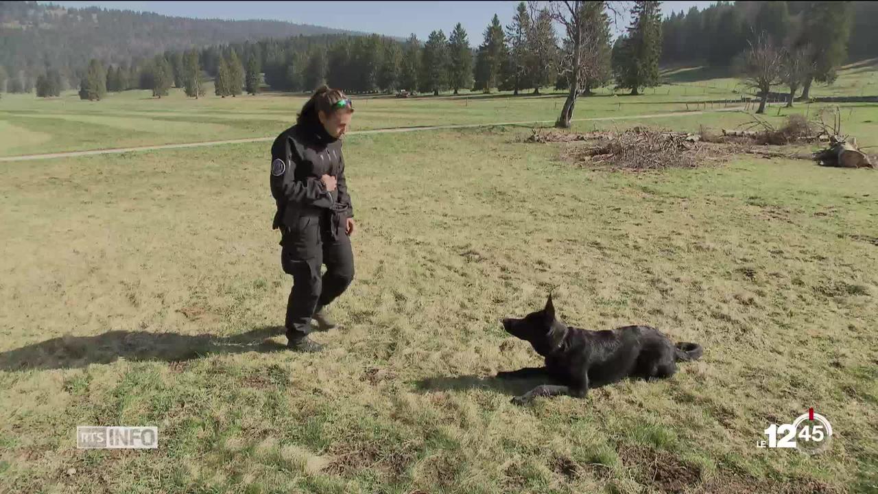 Les brigades policières canines en formation dans le Jura vaudois