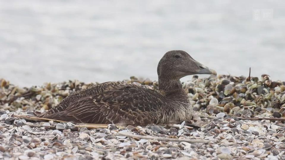 Des petits eiders à duvet plongent dans le lac Léman (images Lionel Maumary)