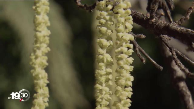 Les allergies aux pollens en janvier déjà. En Suisse, une personne sur cinq est allergique.