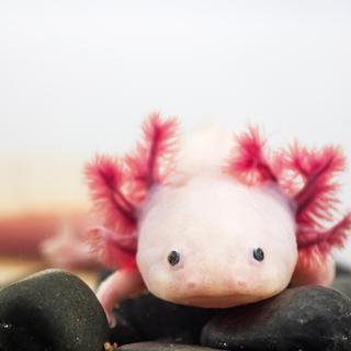 Axolotl. [Depositphotos - Getino13]