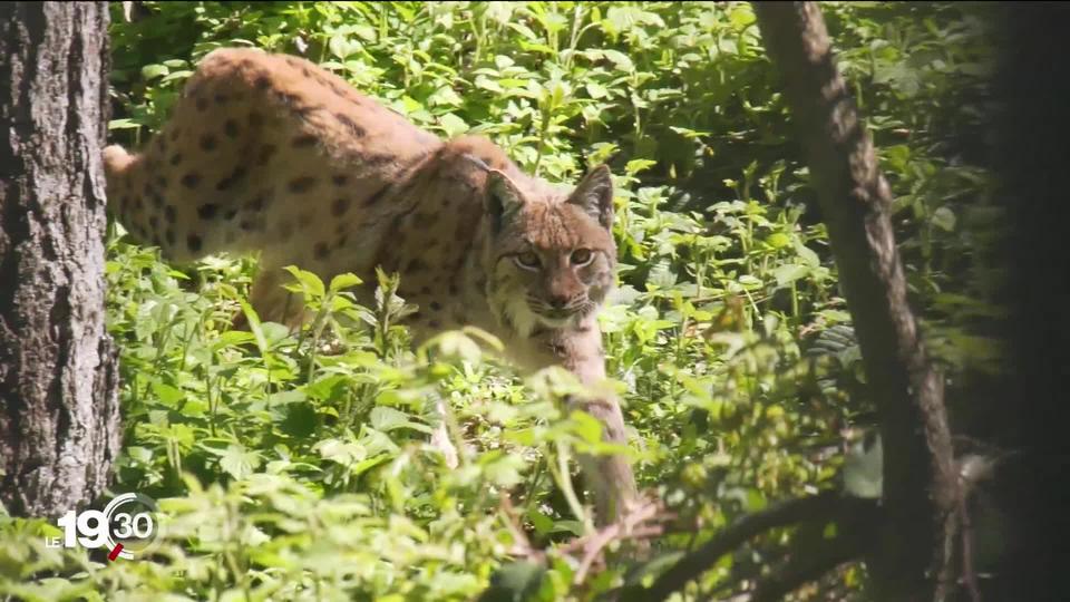 Les parcs zoologiques sont en colère. Ils dénoncent une inégalité de traitement. La réouverture du 8 juin ne les concernent pas