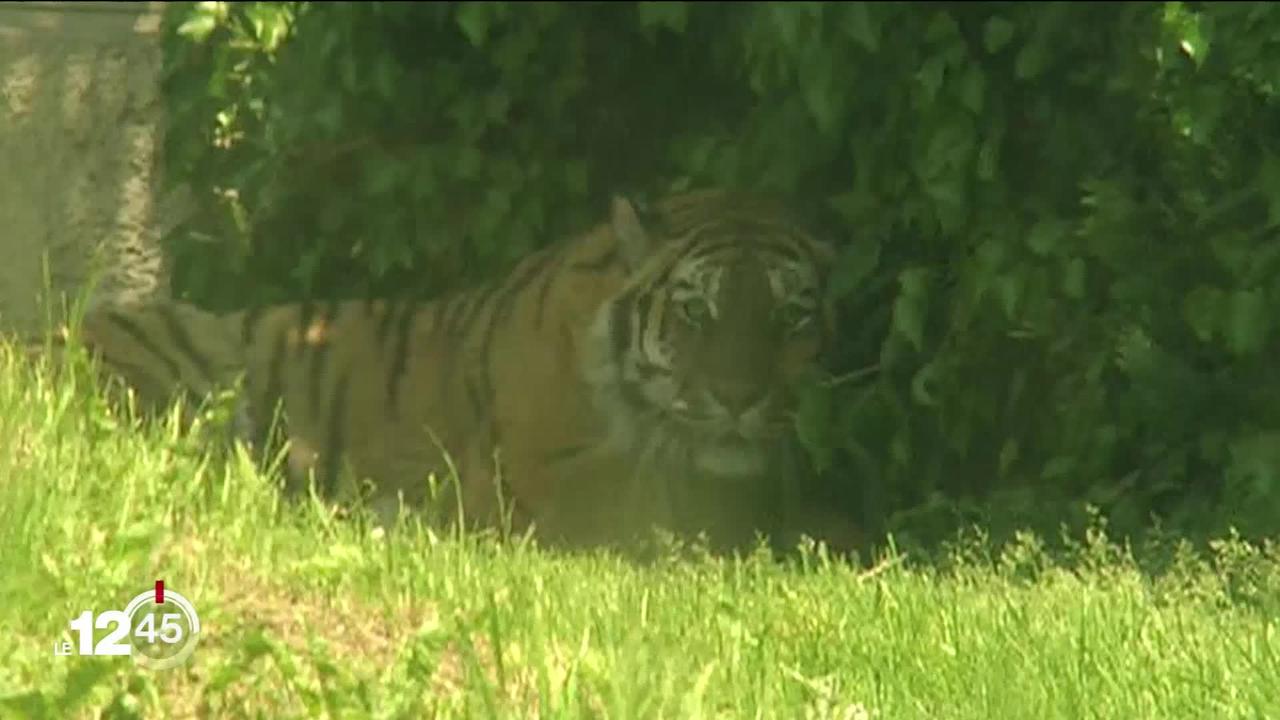 Une gardienne du zoo de Zurich mortellement blessée par un tigre.