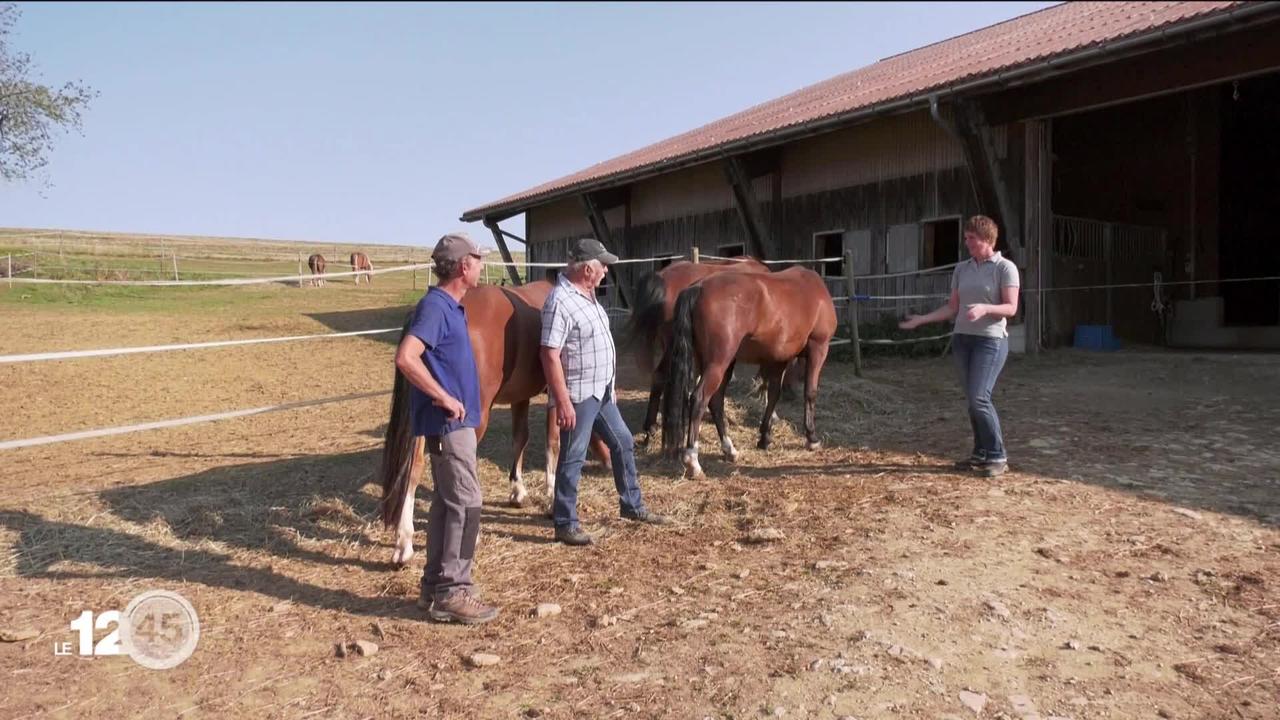 Le cheval des Franches-Montagnes séduit toujours plus