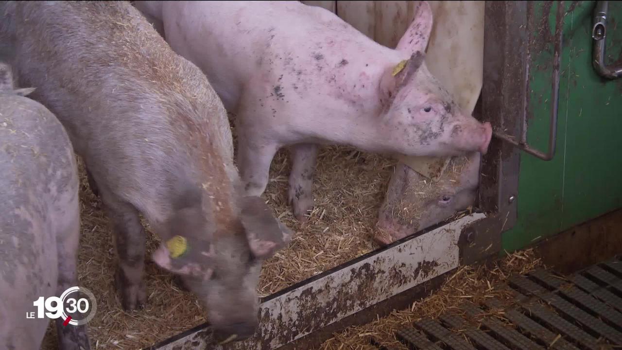 La peste porcine africaine se rapproche de la Suisse et pousse certains éleveurs à prendre des mesures drastiques