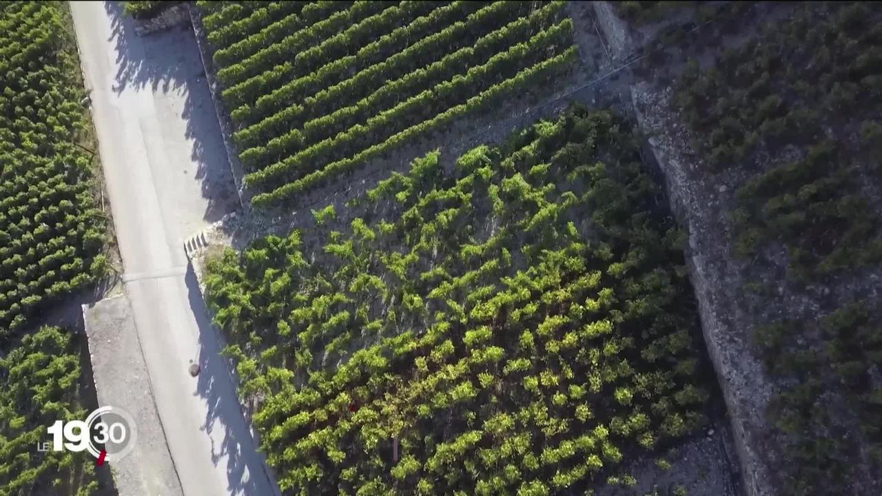 Viticulture en crise, les vignerons sont à bout