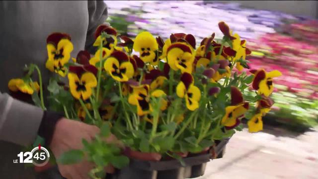 A La Chaux-de-Fonds, 30'000 pensées sont plantées pour embellir la ville. Une tradition respectée, malgré le coronavirus