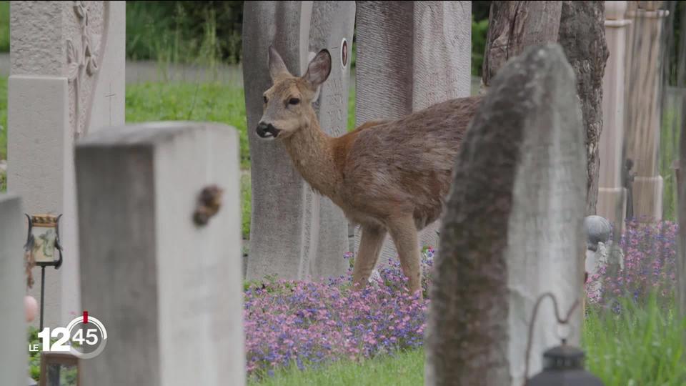 À Bâle, une vingtaine de chevreuils se sont installés dans un cimetière où ils provoquent de grands dégâts