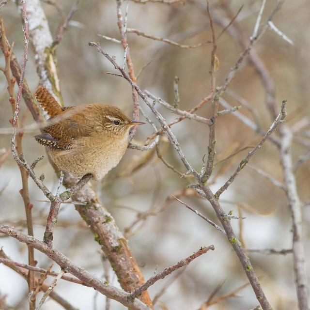 Troglodyte mignon en hiver. [Depositphotos - MennoSchaefer]