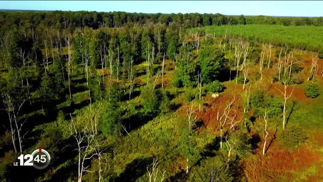 Changements climatiques: la forêt du futur testée au sud de Paris.