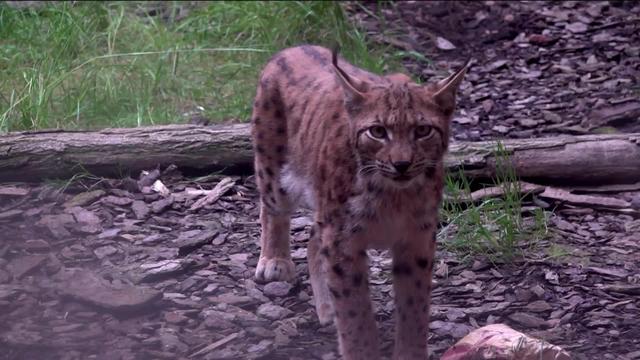 Qui veut la peau du lynx ?