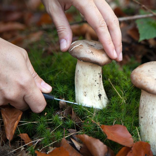 Cueillette de champignons [Depositphotos - Boarding2Now]