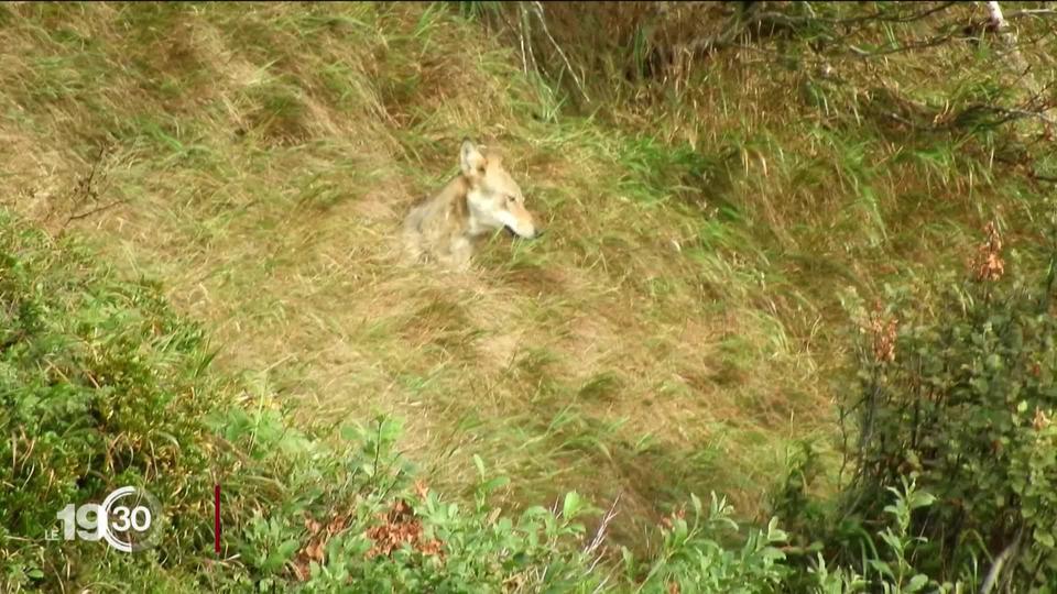 La loi sur la chasse ne sera pas modifiée.