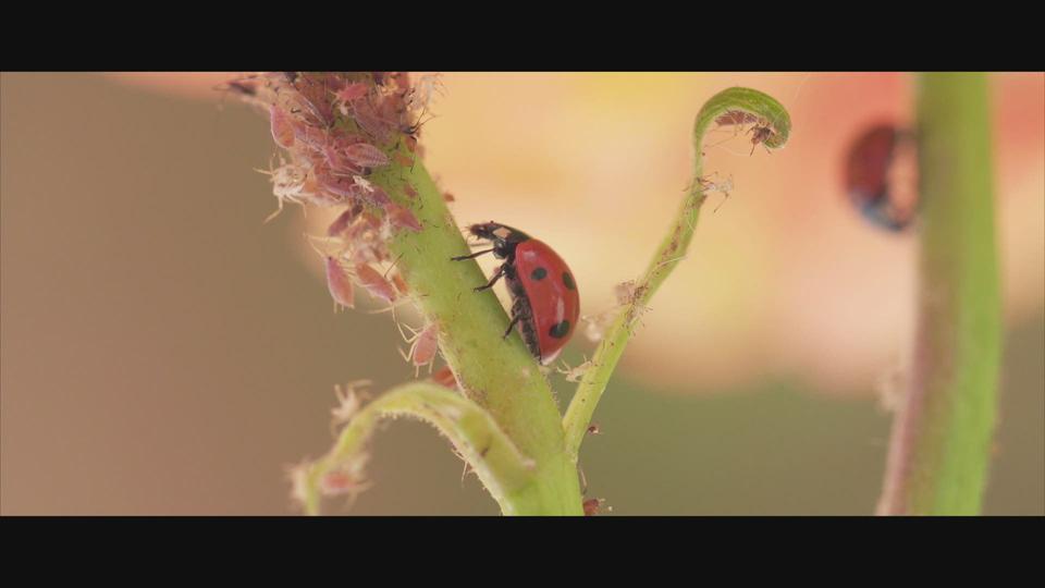 Super Bio Hero : La coccinelle