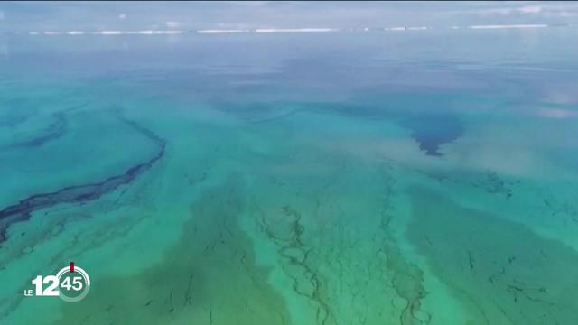 Des hydrocarbures s'écoulent d'un vraquier échoué au large de l'île Maurice