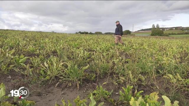 Les cultivateurs suisses de betterave veulent pouvoir utiliser à nouveau l'insecticide Gaucho.