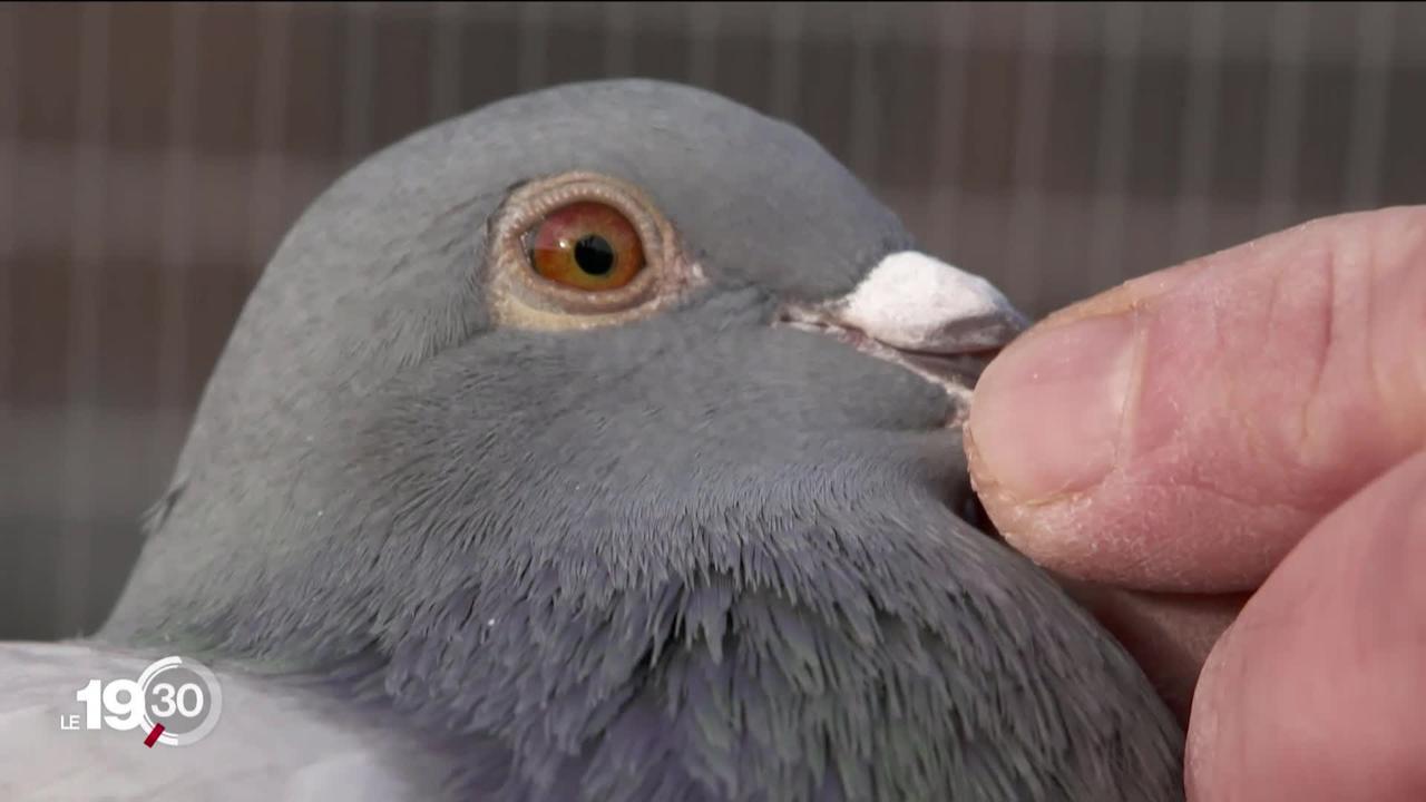 Un pigeon voyageur vendu à 1,7 millions de francs.