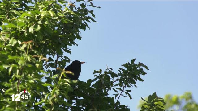 Un grand recensement des oiseaux a été mis sur pied par l'association "Birdlife".