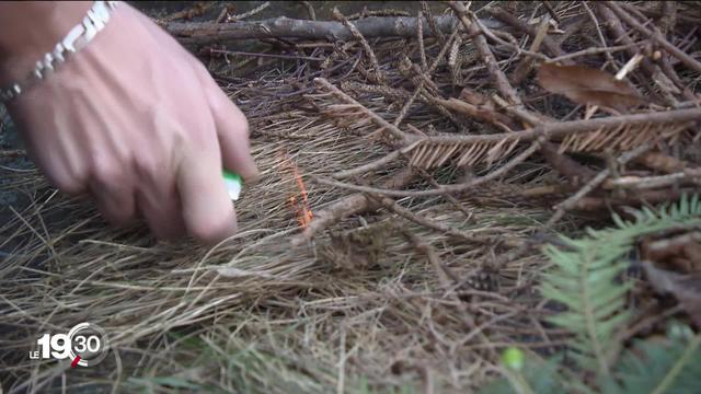 La sécheresse menace les forêts romandes.