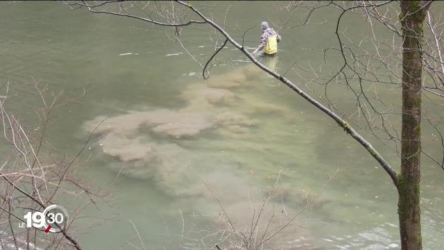 A Fribourg, la Sarine est à l'agonie. La diminution importante de poissons inquiète.