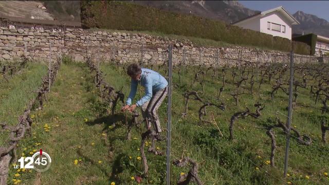 Les petits vignerons-encaveurs sont fragilisés par la crise