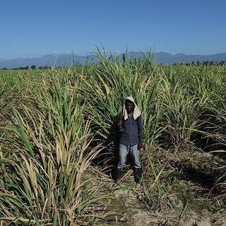 Un Haïtien d’origine dans un champ de cannes à sucre. [RTSreligion - Jean-Claude Gerez]
