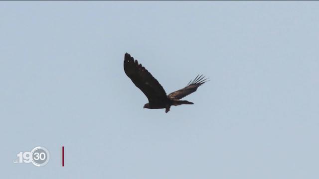 Dans le Jura, l'aigle royal refait peu à peu son nid