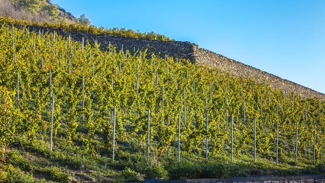 Vignoble valaisan. [Depositphotos - phb.cz]