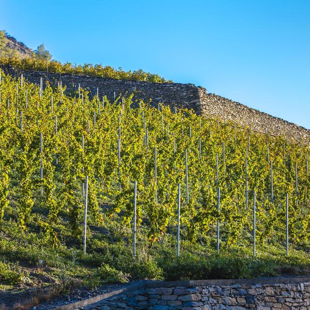 Vignoble valaisan. [Depositphotos - phb.cz]