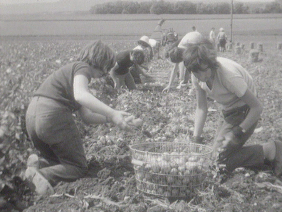 Les patates de la Côte