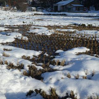 Rizières sous la neige à Murayama au Japon. [DR - Capalest]