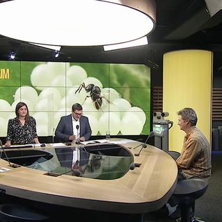 Forum des idées - Guêpes contre punaises: Interview de Patrik Kehrli, entomologiste chez Agroscope.