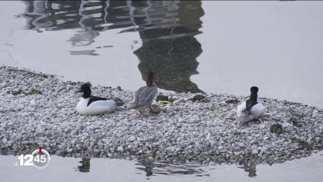 Avec une diminution de la pollution de l'air, la nature semble reprendre ses droits jusque dans les villes.