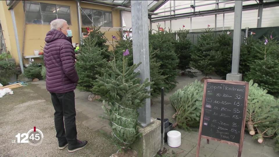 Les ventes de sapin de Noël sont en augmentation par rapport aux années précédentes