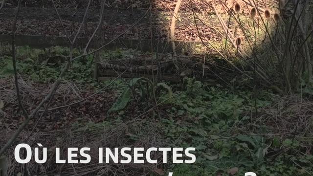 Mission B: Ne nettoyez pas vos jardins trop vite, des insectes s'y cachent sûrement