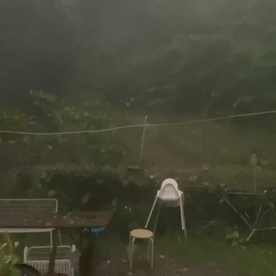 Violente tempête sur Genève.  Image de la chute d'un arbre.