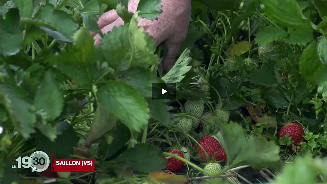 La récolte de fraises en Valais s'annonce bonne, grâce notamment au retour du froid ces deux dernières semaines.