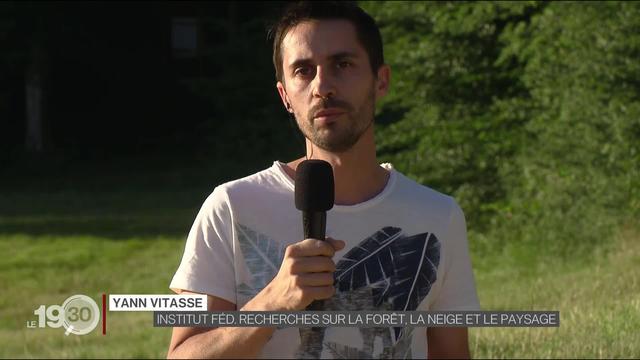 Yann Vitasse :"Le bostryche est une conséquence du climat."