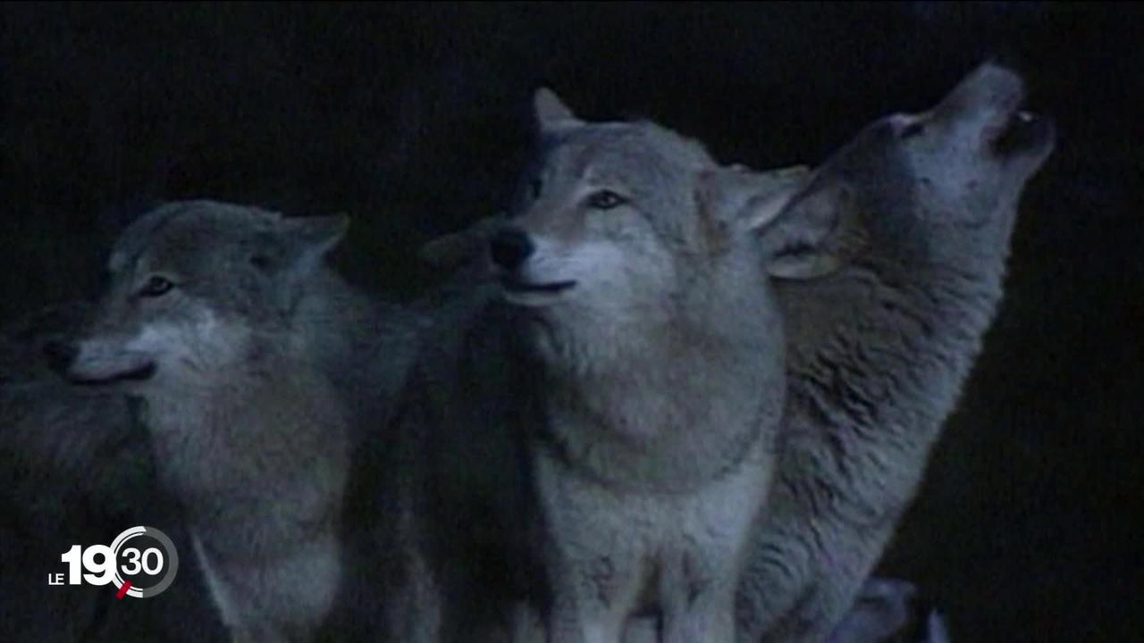Nouvelle loi sur la chasse en votations le 17 mai prochain: le tir du loup controversé.