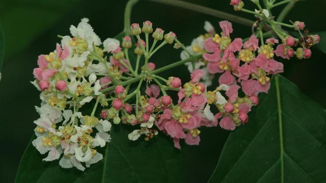 La liane banisteriopsis caapi en fleur. [CC by SA - Vojtěch Zavadil]