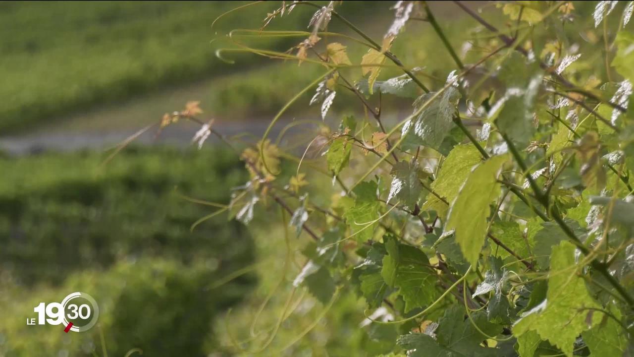 Le secteur viticole a beaucoup souffert de la crise du coronavirus, les viticulteurs demande de l'aide à Berne.