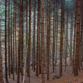 Forêt d'épicéa décimée par le bostryche [Depositphotos - pierluigi1956]