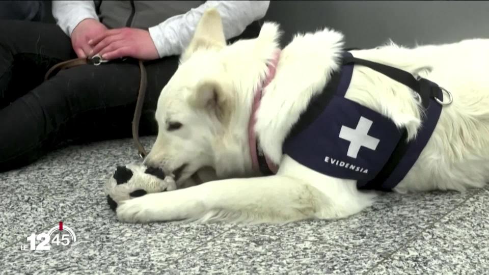 En Finlande, des chiens renifleurs sont utilisés à l'aéroport d'Helsinki pour détecter les voyageurs contaminés par le virus.