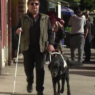 Les chiens-guides d'aveugles au service de leur maître 7 jours sur 7