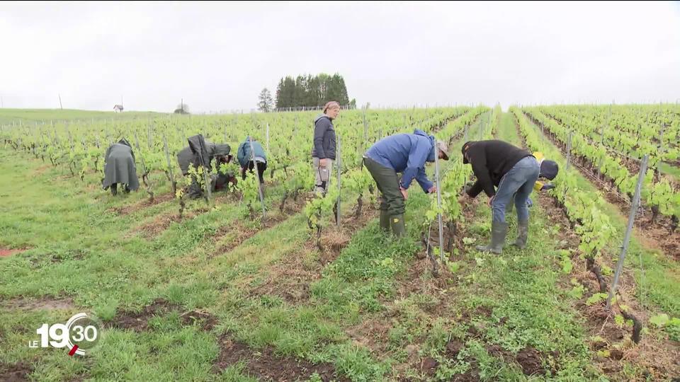 Les vignerons du canton de Genève ont affrété des avions pour faire venir les travailleurs portugais