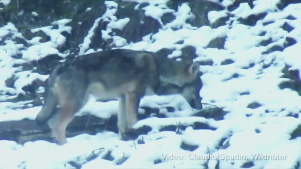 Sur les traces du loup en Valais