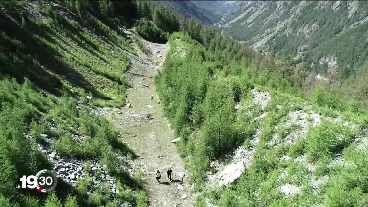 Des chercheurs planchent sur l'importance des forêts dans la prévention des chutes de pierres en montagne